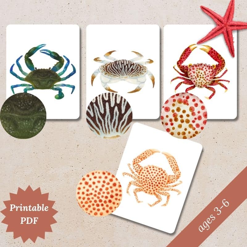 crab pattern matching activity