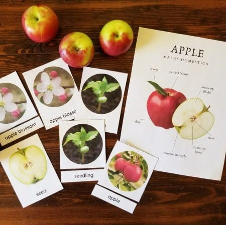 Free Apple Anatomy Cards