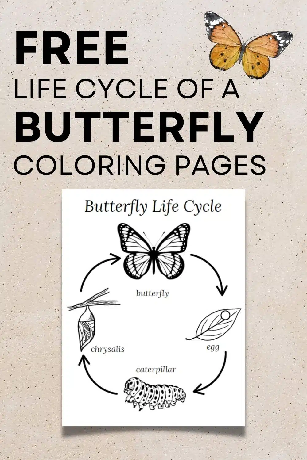 free life cycle of a butterfly coloring pages