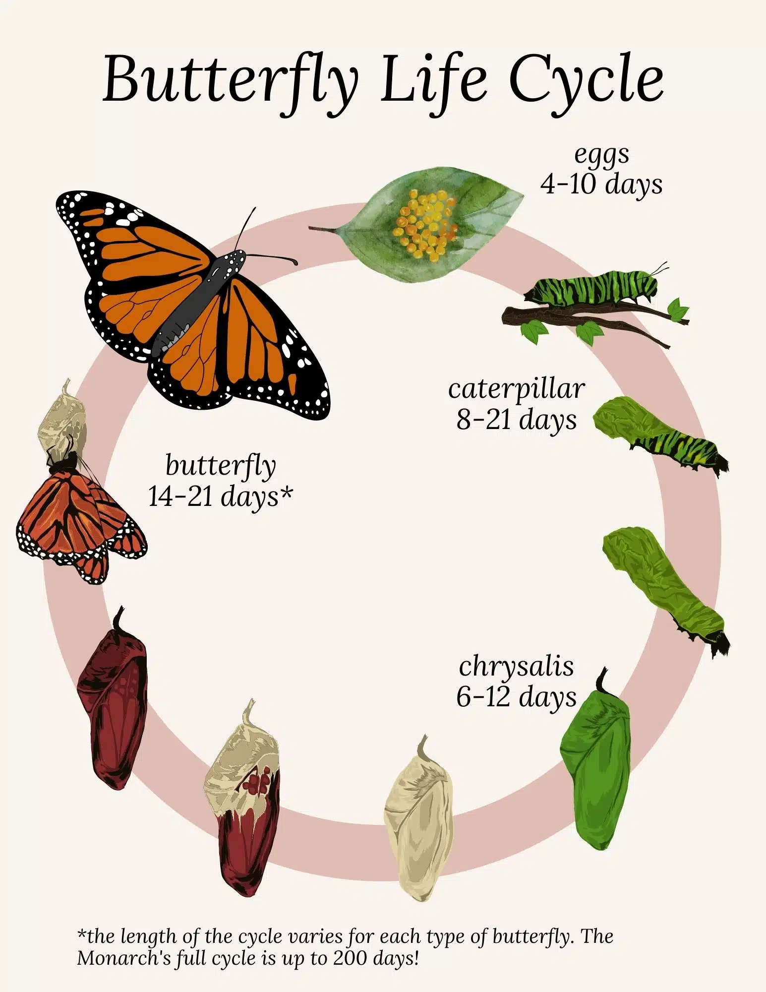 Explore The Butterfly Life Cycle with A Free Coloring Page