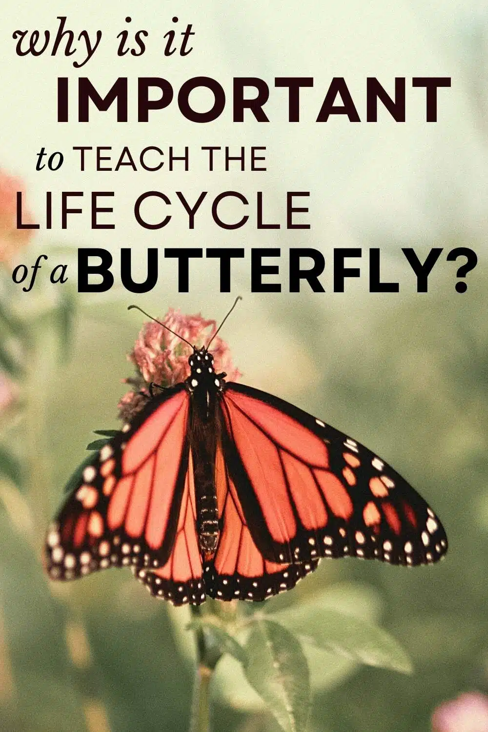 a monarch butterfly sits on a flower with the text overlay: why is it important to teach the life cycle of a butterfly